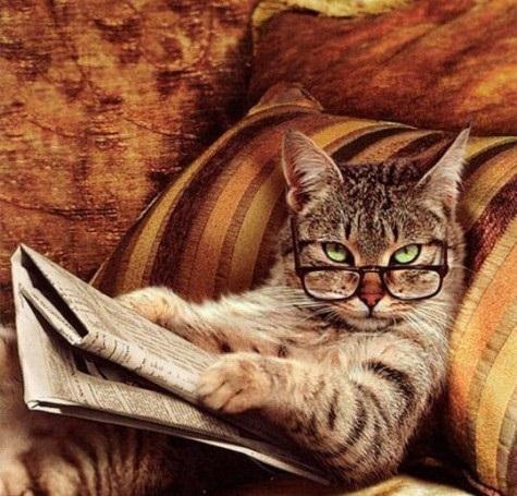 Gatto con gli occhiali che legge il giornale