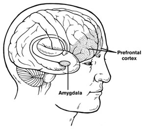 Cervello amigdala resilienza