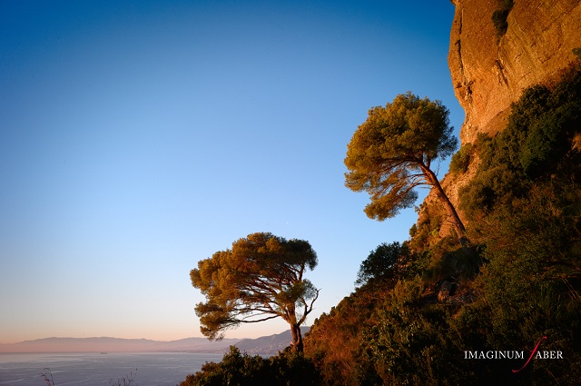 Alberi resilienti si adattano all'ambiente