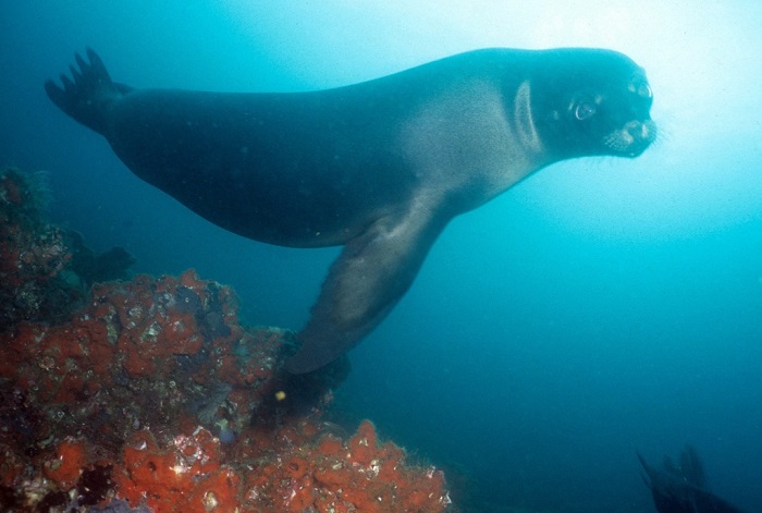 Leone marino Galapagos