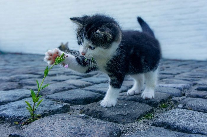 gatto-curioso