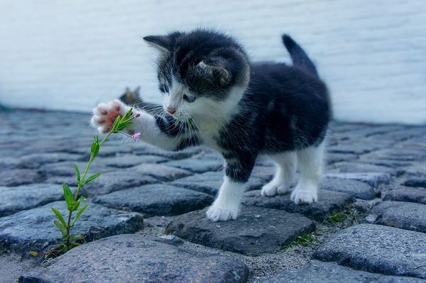 La curiosità uccise il gatto?